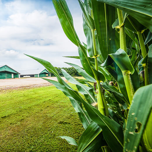 corn crop shown